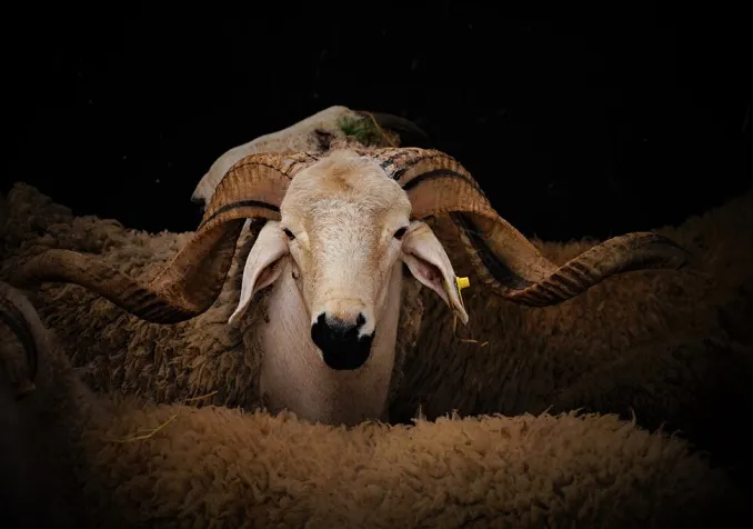 ©Fraguando, CC BY-SA 4.0 Wikimedia Commons