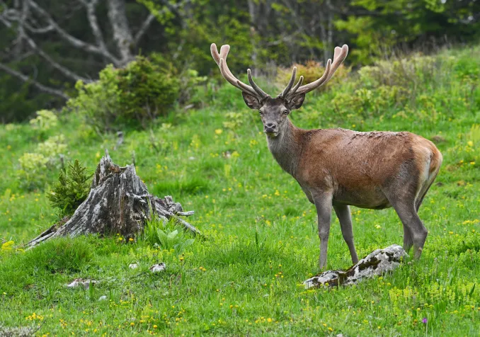 Emerveillement, ressourcement: les valeurs clés des activités proposées par Renaud Rindlisbacher. © R. Rindlisbacher