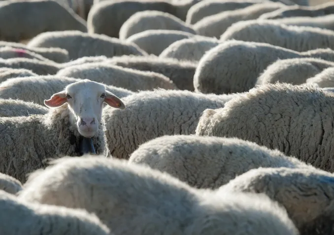 Dans l'Ancien Testament, le sacrifice est synonyme de fête. Image d'illustration. © iStock/angelsimon Dans l'Ancien Testament, le sacrifice est synonyme de fête. Image d'illustration. © iStock/angelsimon