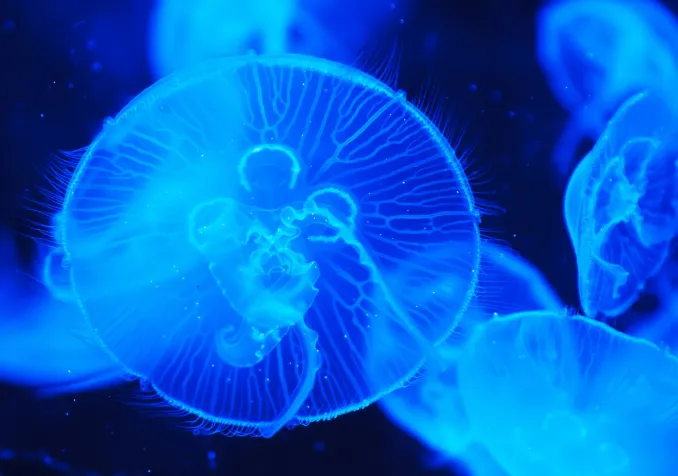 La méduse Turritopsis Dohrnii est un animal immortel Meduse l’immortelle