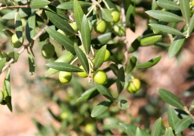 Au jardin des Oliviers Oliviers - arton5833-1fde1