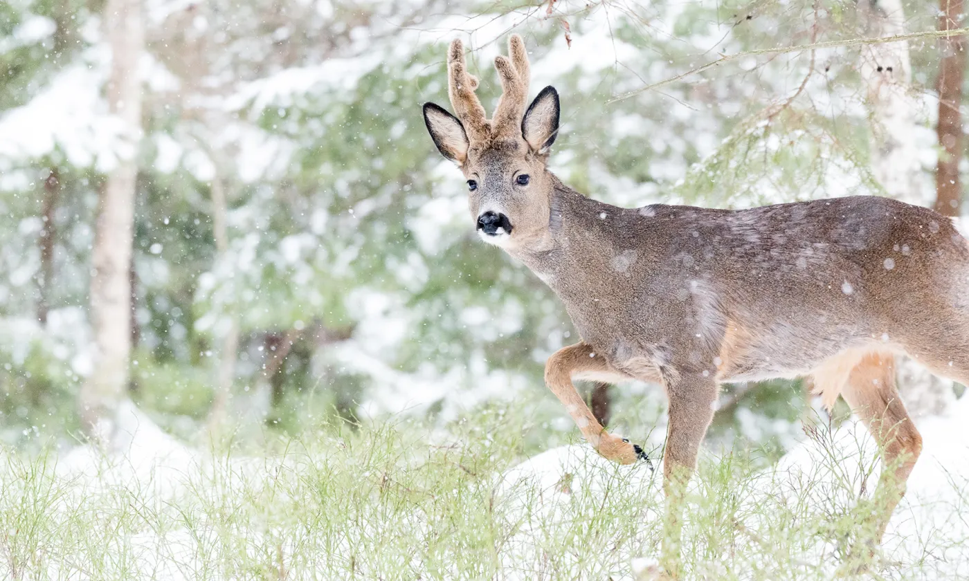 Albin Hillert Tirée de l'exposition «And this is good».