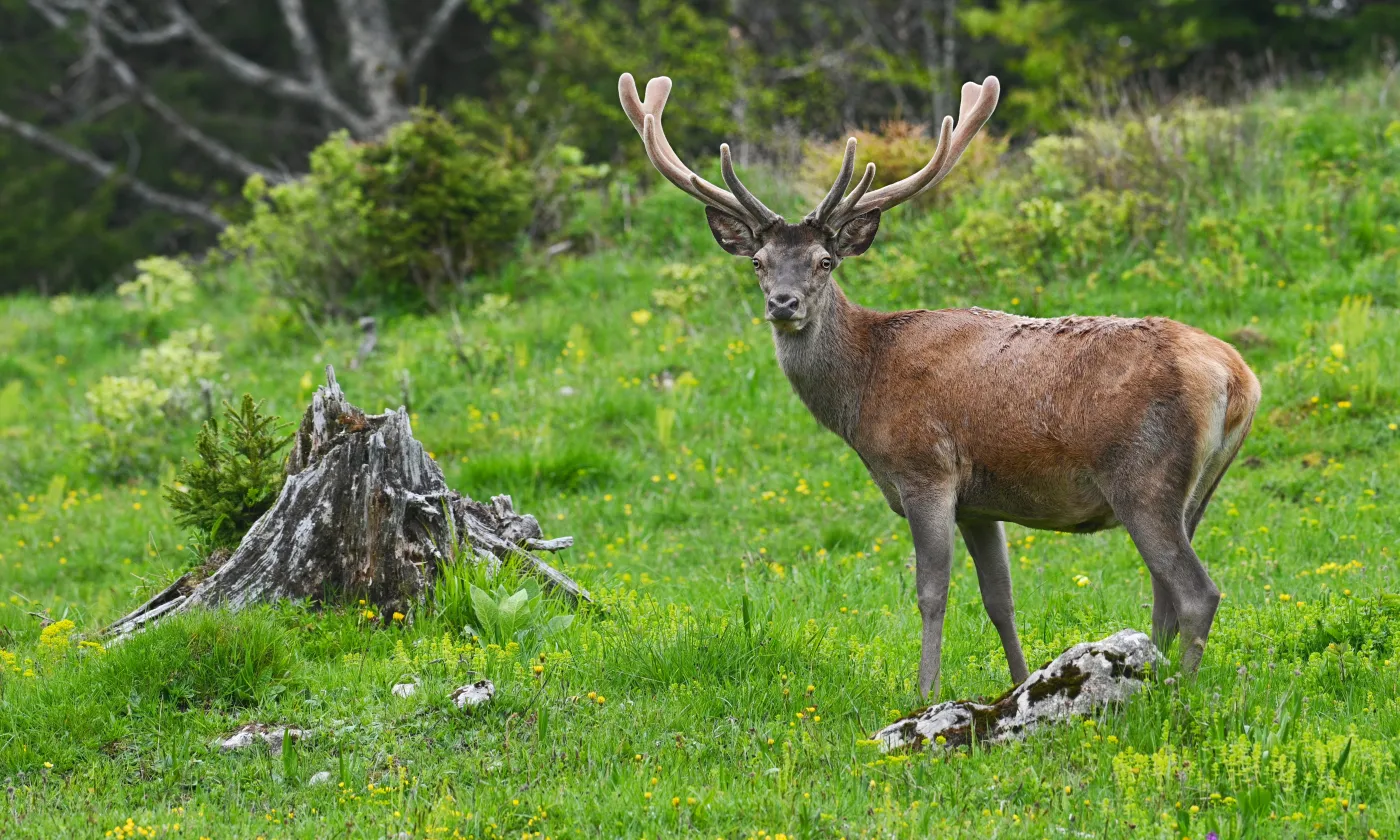 Emerveillement, ressourcement: les valeurs clés des activités proposées par Renaud Rindlisbacher. © R. Rindlisbacher