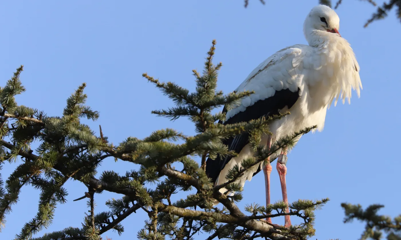 La cigogne, un oiseau qui se porte bien en Suisse. © Jean-Daniel Courvoisier