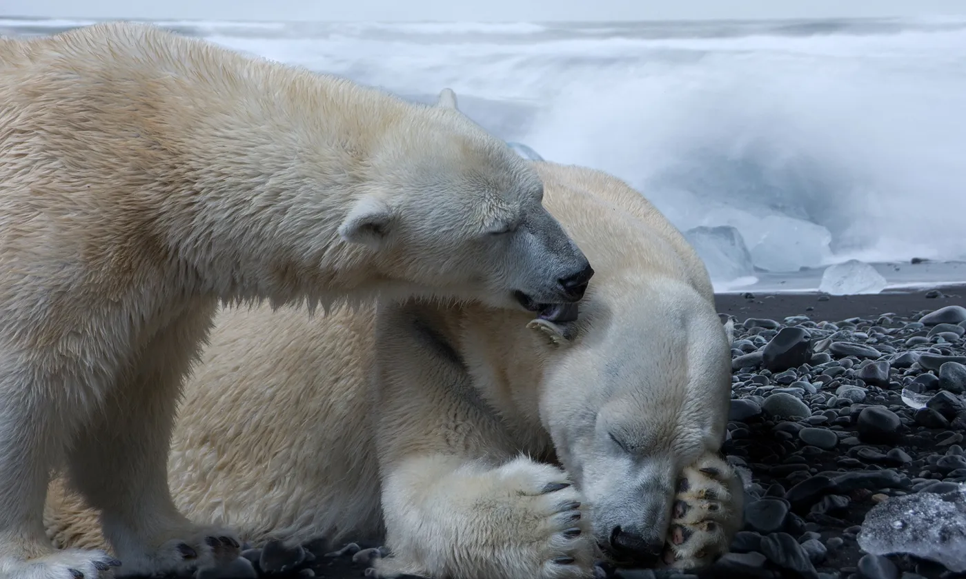 Les ours blancs sont menacés par le changement climatique (photomontage) Pixabay / 4924546