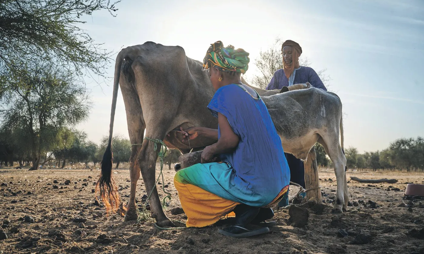 Une femme qui vend régulièrement du lait à l’unité de transformation gagne en moyenne 124 000 francs CFA par an (182 francs suisses). Un revenu complété par d’autres activités, mais bien inférieur au revenu sénégalais moyen (4000 francs environ). ©EPER