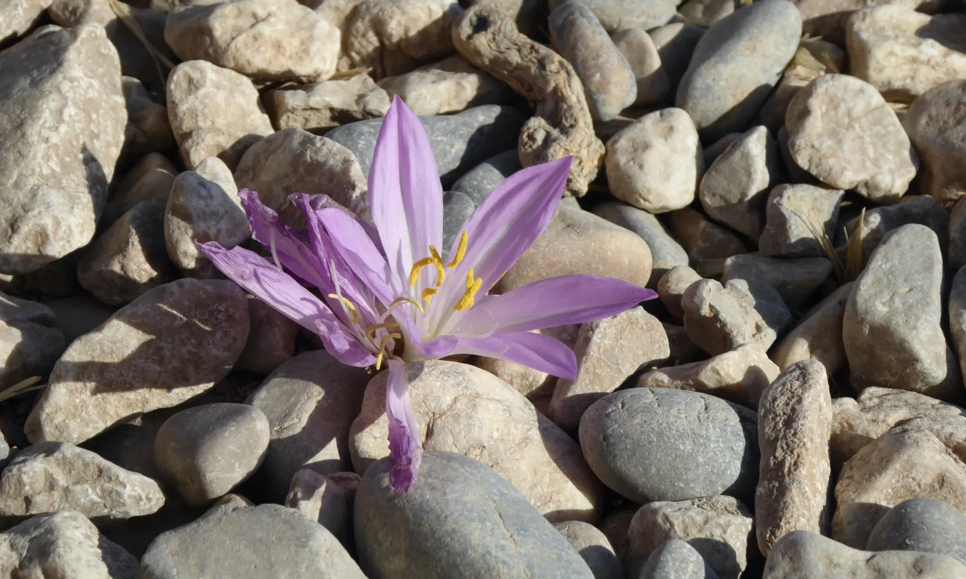 Au milieu des pierres, un fleur