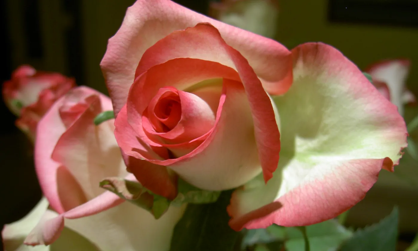 L'amour agape, aux sources de la famille chrétienne Flickr CC BY-NC-ND 2.0 Michelle