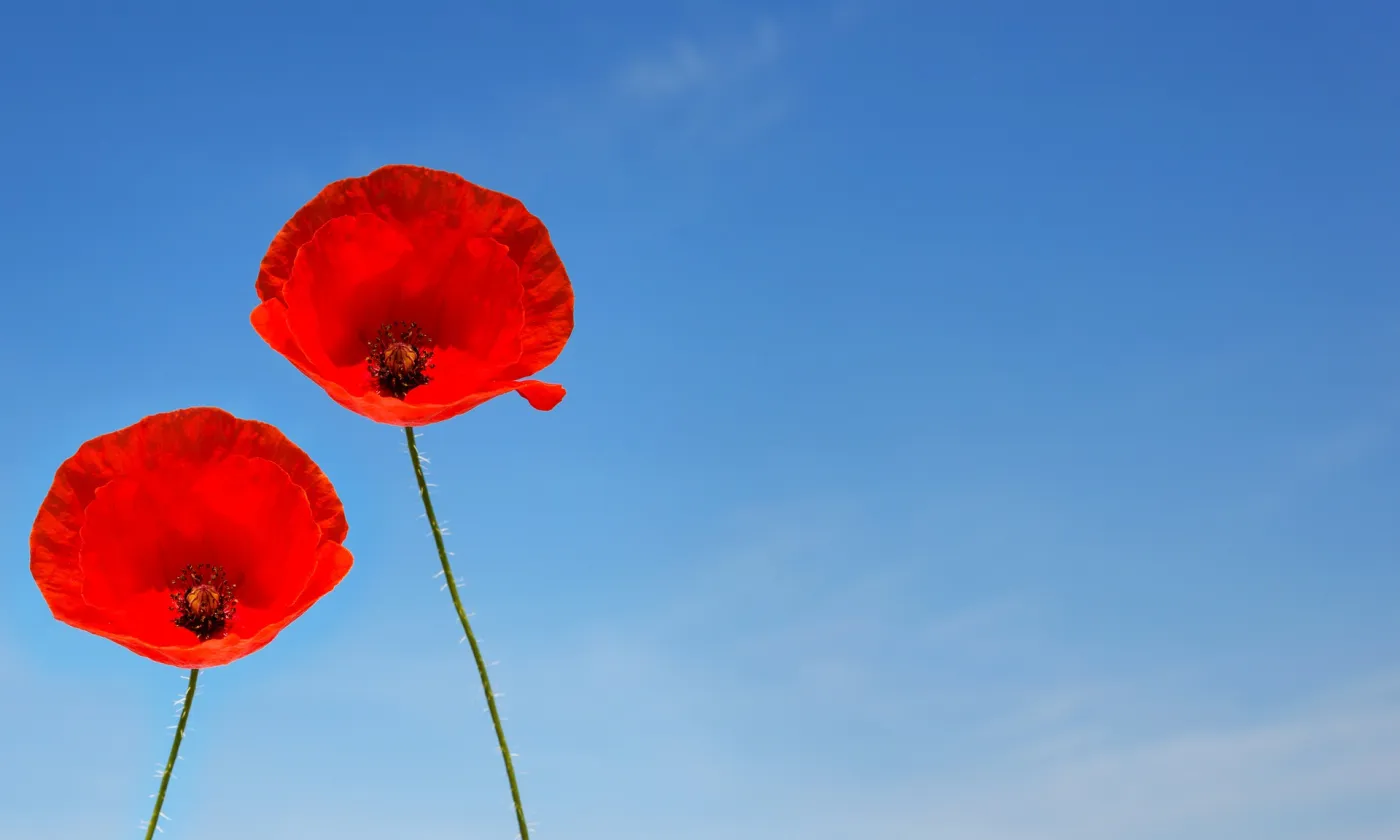 Prendre soin de son couple Un couple de fleurs