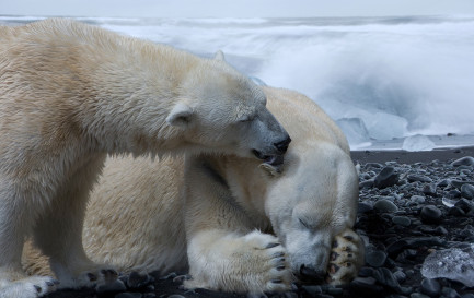 Les ours blancs sont menacés par le changement climatique (photomontage) / Pixabay / 4924546